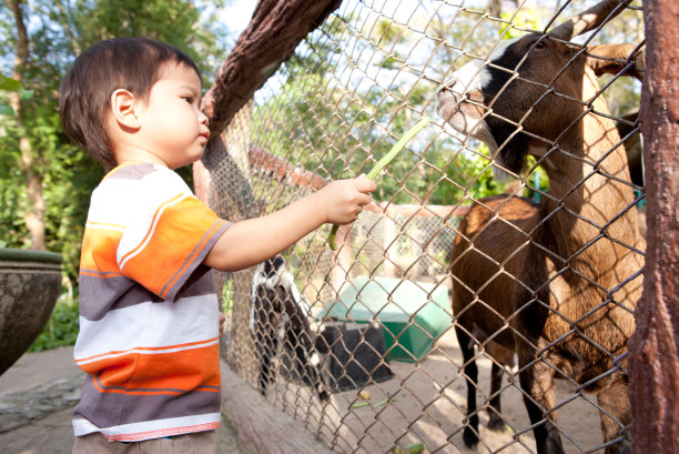 白尾小鹿和它的母鹿一起嗅着地面图片下载
