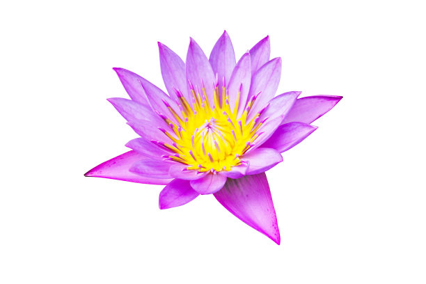 紫粉莲花图片下载