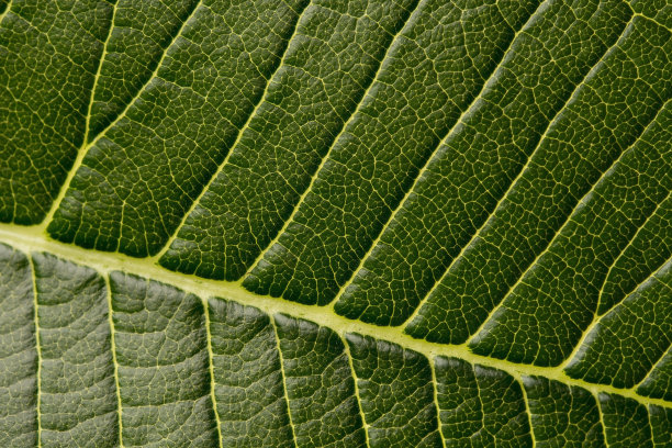 叶Plumeria表面图片下载