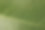 叶Plumeria表面图片下载