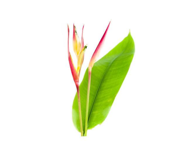 向日葵:泰国的花图片下载