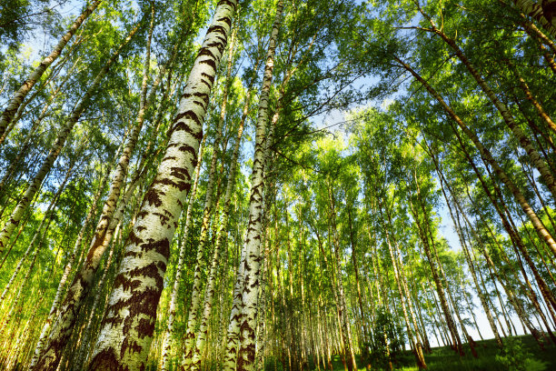 森林桦木图片下载