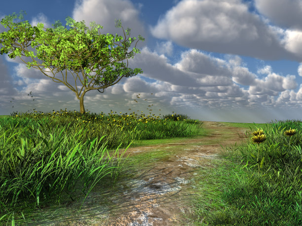 穿过绿色草地的小路图片下载