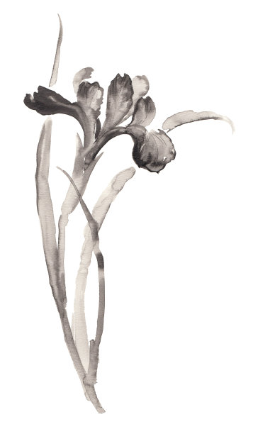 盛开的鸢尾花水墨插画。烟灰墨的风格。图片下载