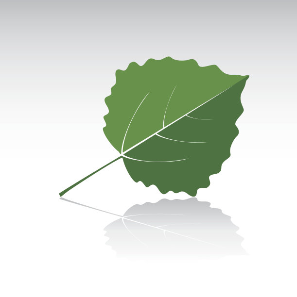 白杨的绿叶。矢量插图和图标。图片下载