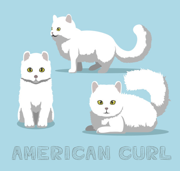 猫美国卷曲卡通矢量插图图片下载