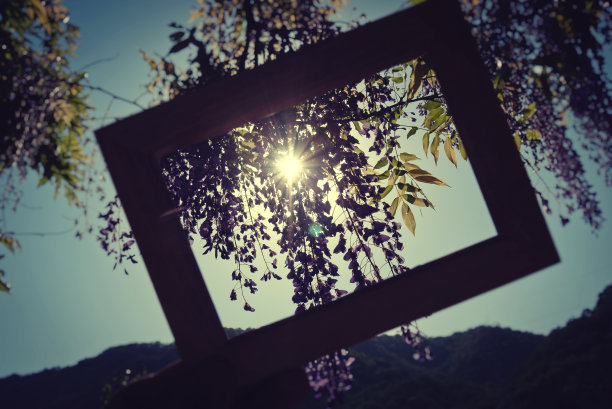 紫藤花和镜框图片下载