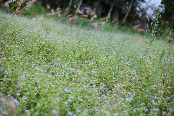 山羊草的花图片下载