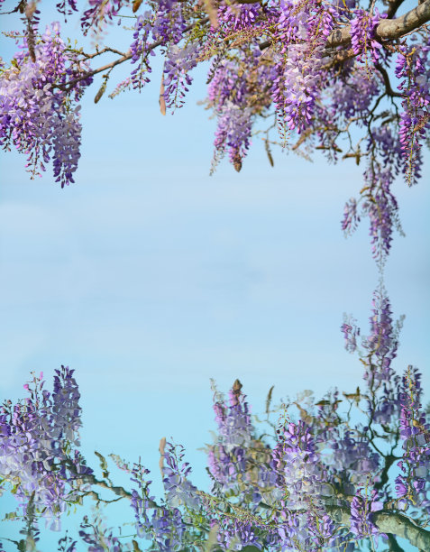 紫藤在水上图片下载