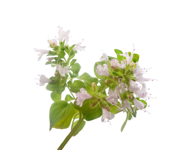 牛至花枝图片下载