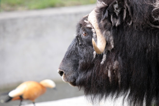 麝牛肖像图片下载