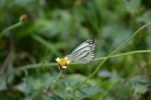 蝴蝶在泰国图片下载