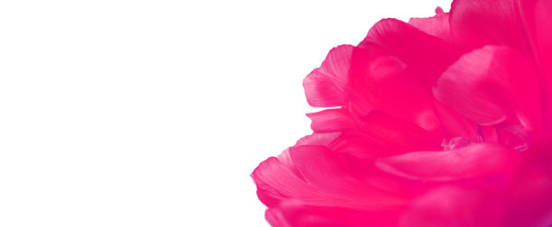 郁金香花瓣装饰元素图片下载