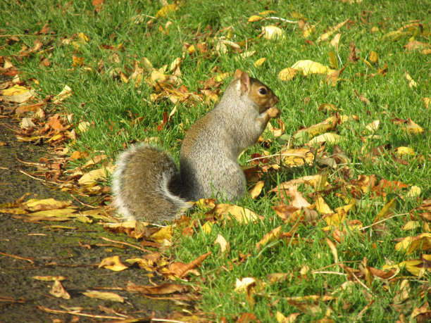 秋天公园里的松鼠图片下载