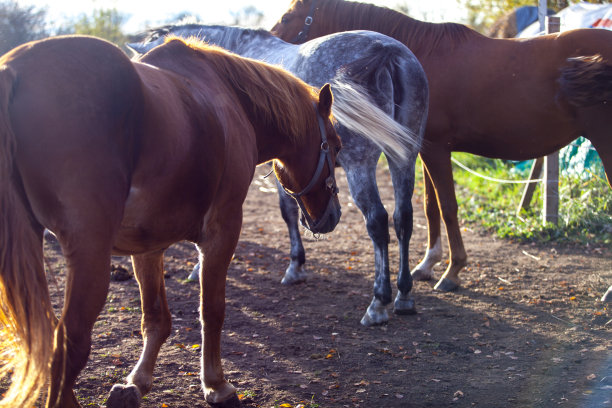 红马在大自然，夕阳在田野图片下载