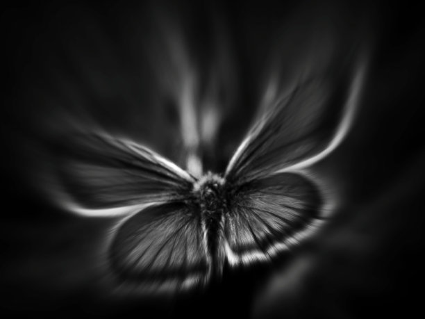 蝴蝶效应图片下载