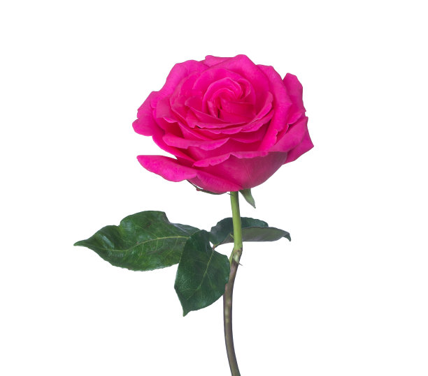 单瓣粉红色玫瑰，独立背景图片下载