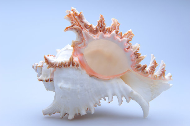 白色背景上的外壳图片下载