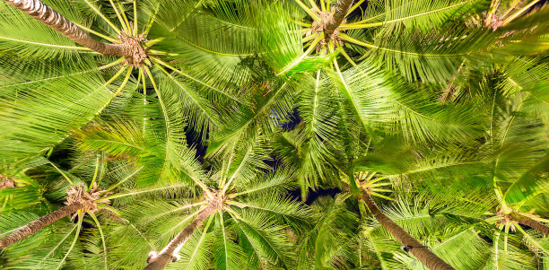 椰子树与蓝天图片下载