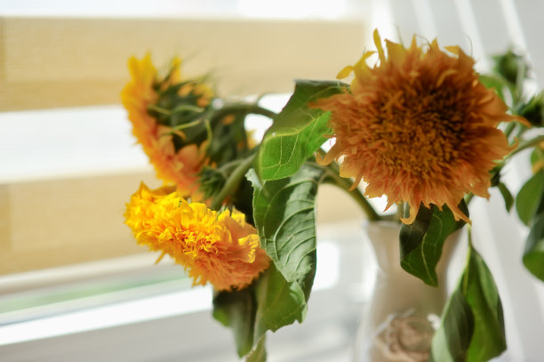 向日葵图片下载