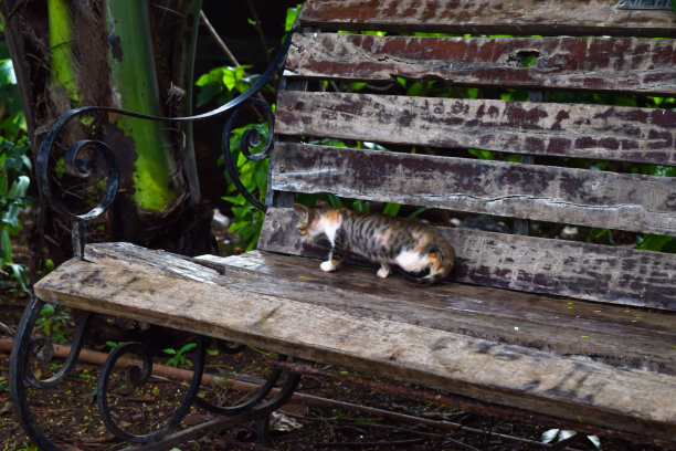 小猫在长凳上图片下载