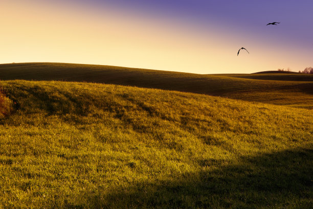 鸟儿飞过草地图片下载