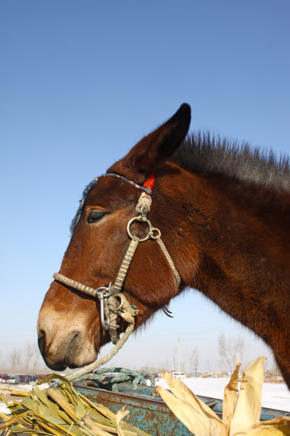 马的头图片下载