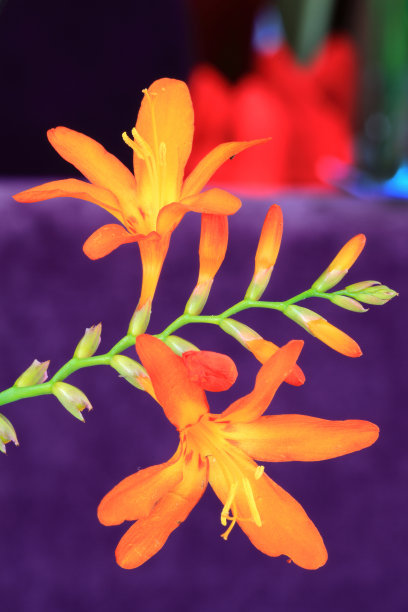 美丽的花图片下载