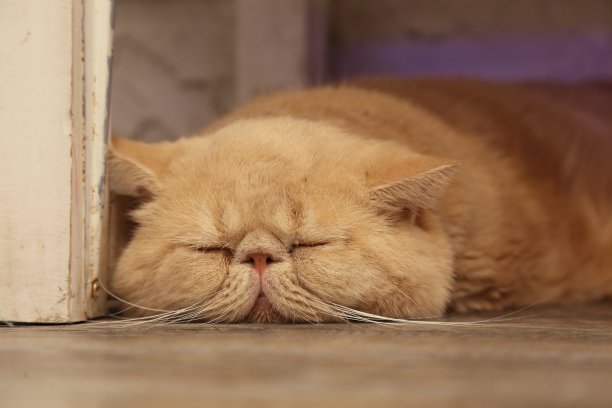 波斯的猫图片下载