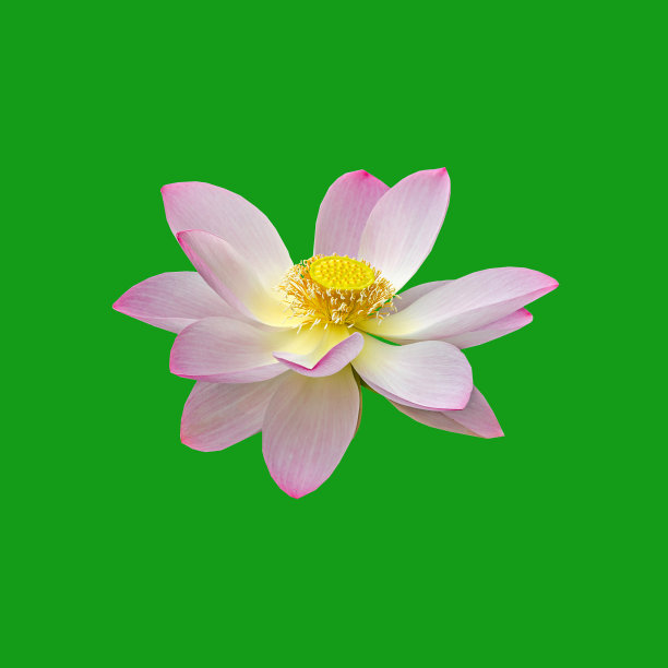 粉蝶花，睡莲，荷花，飞花，莲图片下载