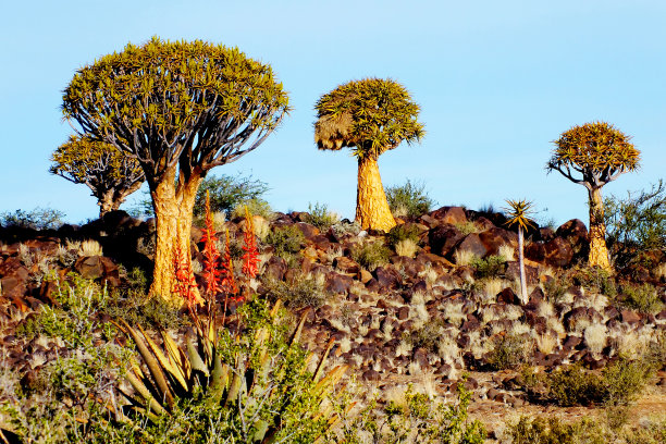 纳米比亚，傍晚时分，岩石山上的箭袋树森林图片下载