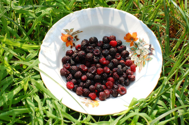 黑莓的新鲜浆果图片下载
