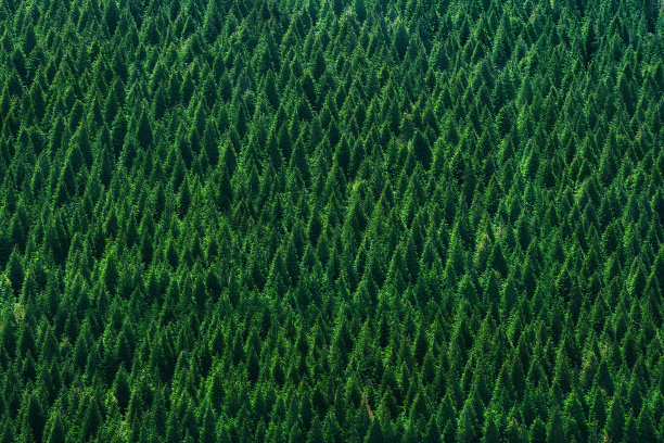 森林的背景与树木图案素材图片