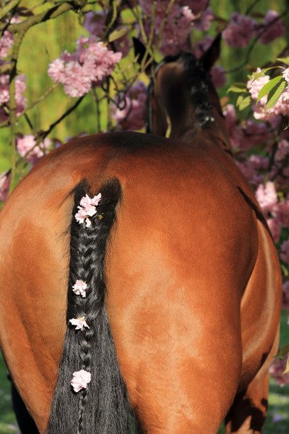 用樱花编成的马尾图片下载