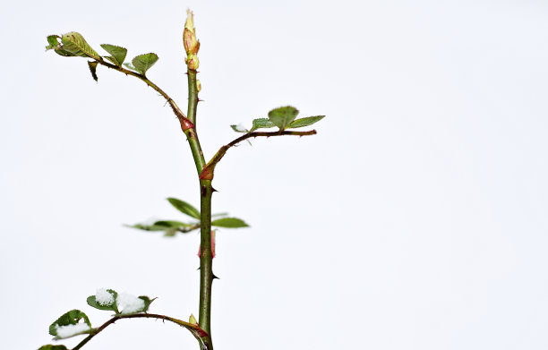 单一的玫瑰图片下载