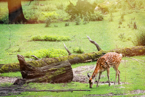 小鹿在树林的空地上吃草图片下载