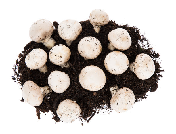 蘑菇岛图片下载