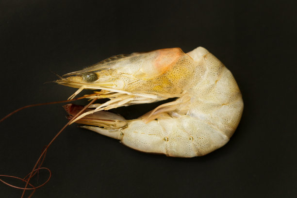 黑色背景上的全壳虾图片下载