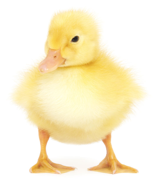 一个小鸭子图片下载