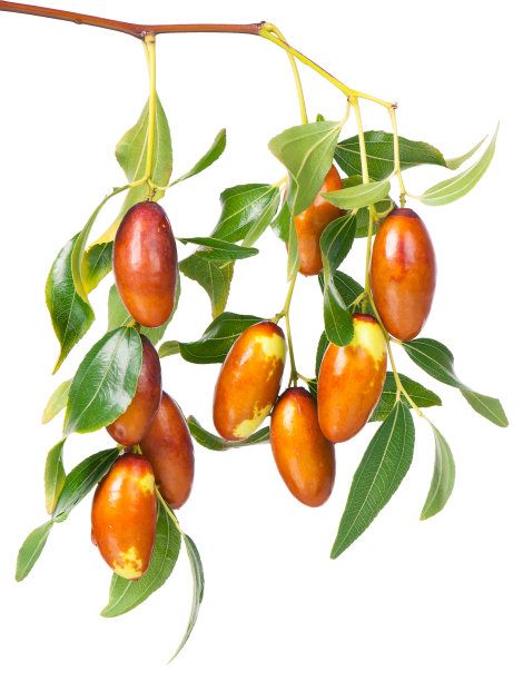 枣果图片下载