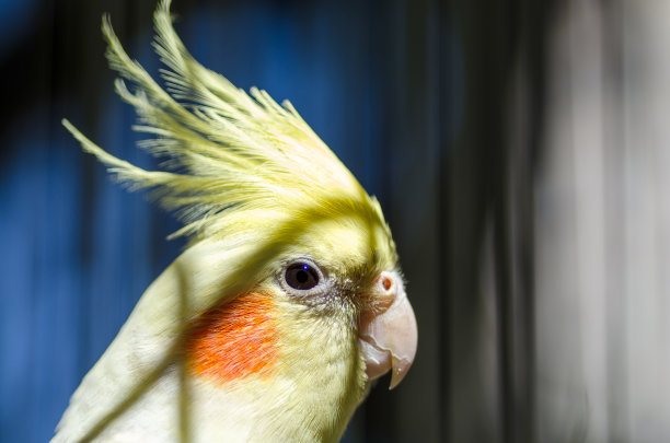 粉红色脸颊的鹦鹉图片下载