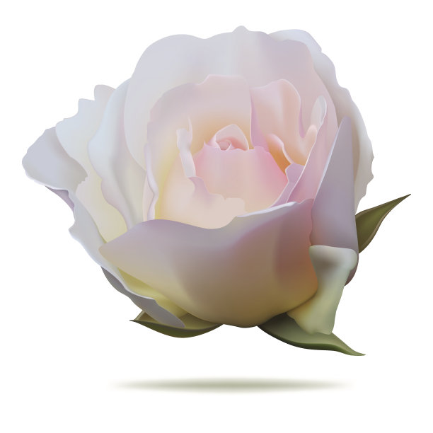 粉色玫瑰图片下载