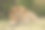 狮子特写图片下载