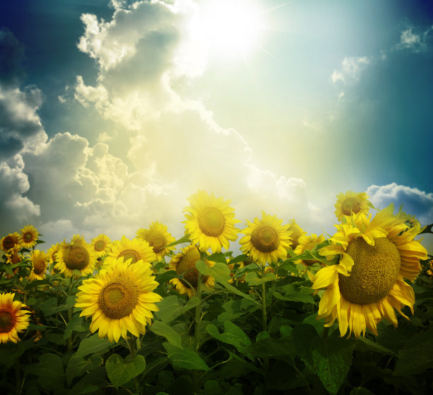 向日葵图片下载