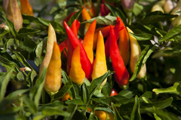 寒冷的辣椒图片下载