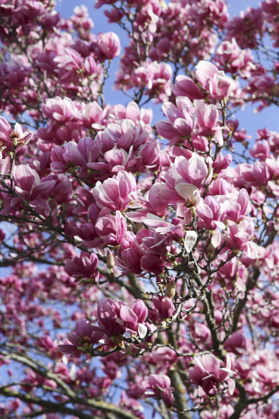木兰的背景，没有叶子的花图片下载