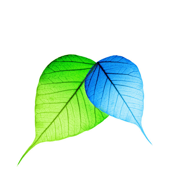 宏观绿色和蓝色的叶子图片下载