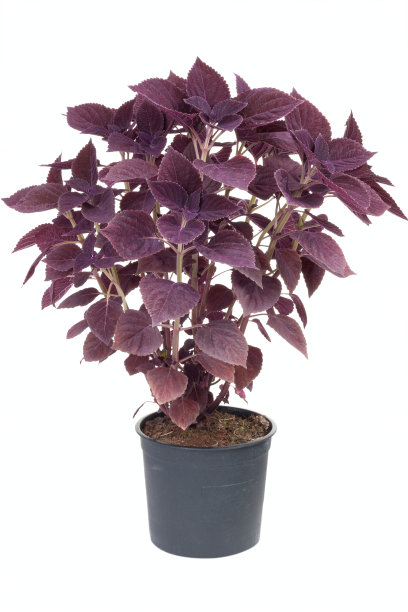 锅里的色勒斯图片下载