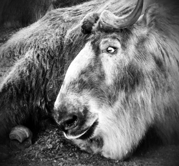 四川扭角羚图片下载