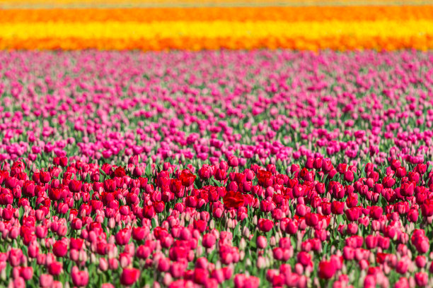 郁金香田缤纷美丽的鲜花在春天图片下载